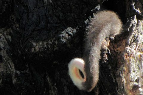 Common Ringtail Possum (Pseudocheirus peregrinus)